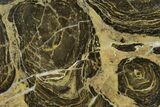 Polished Stromatolite (Acaciella) From Australia - MYA #130610-1